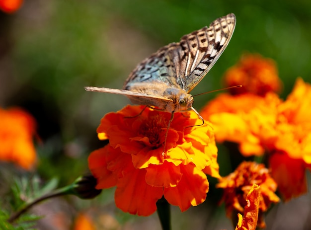 Borboleta em flor