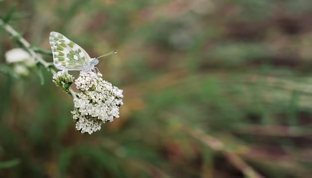 Borboleta em flores brancas em um campo