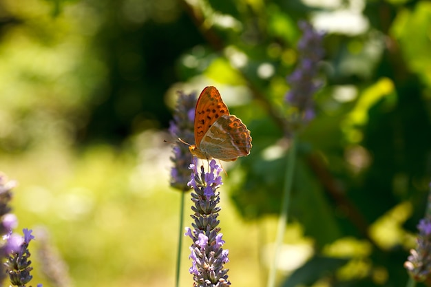 Borboleta em flores de lavanda