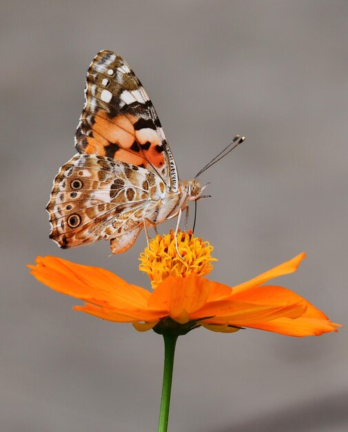 Foto borboleta em flores laranja