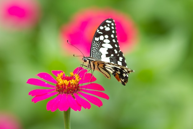 Borboleta em flores na floresta