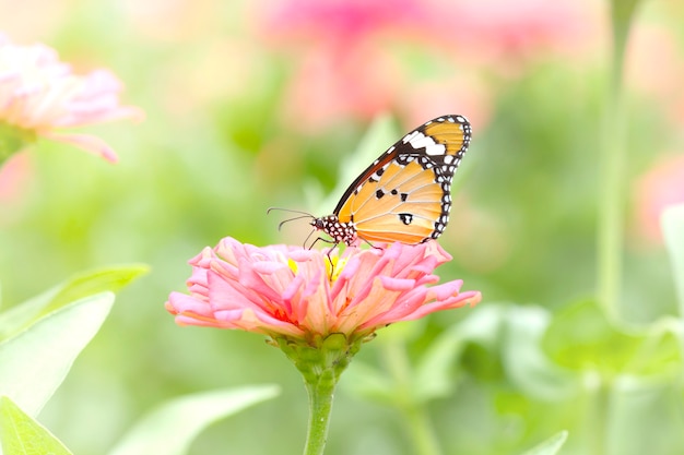 Borboleta em flores, planície de tigre (Danaus chrysippus)