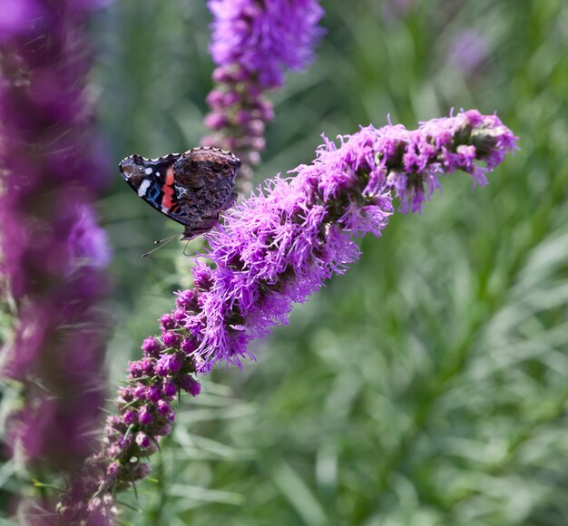 Borboleta em flores roxas