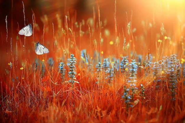 Borboleta em flores silvestres, lindo papel de parede romântico, fundo de paisagem de natureza abstrata