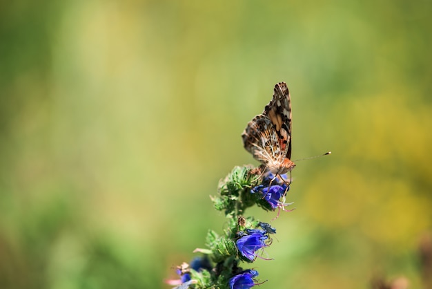 Borboleta em flores