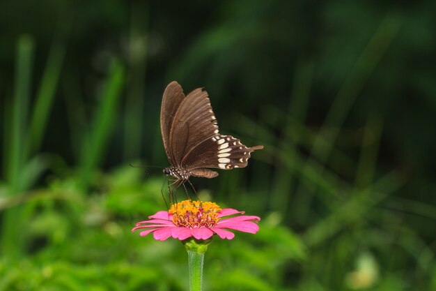 Borboleta em flores