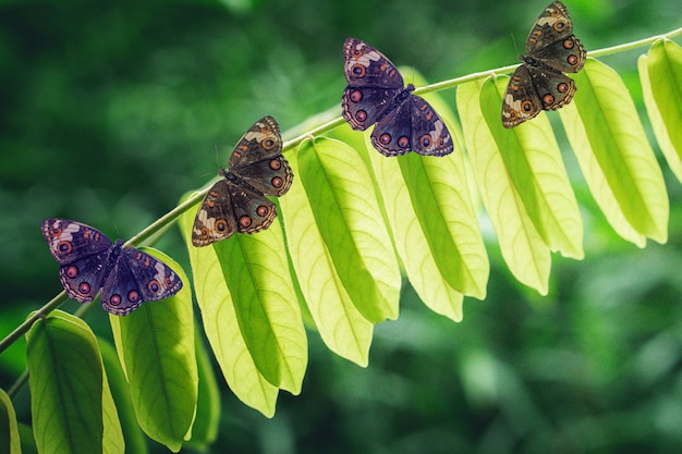 Borboleta em folhas verdes