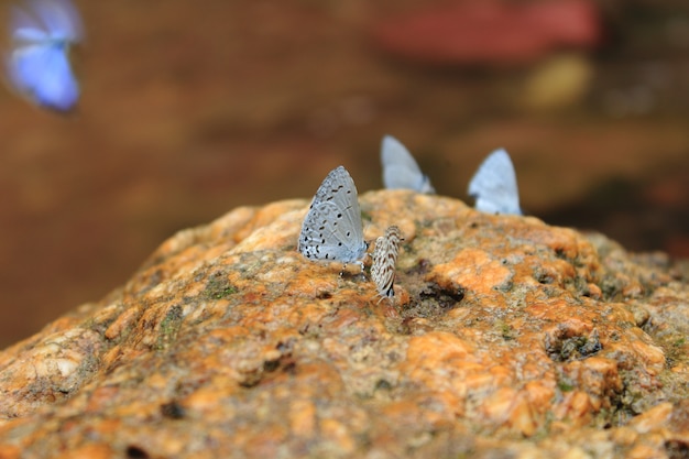 Foto borboleta em pedra
