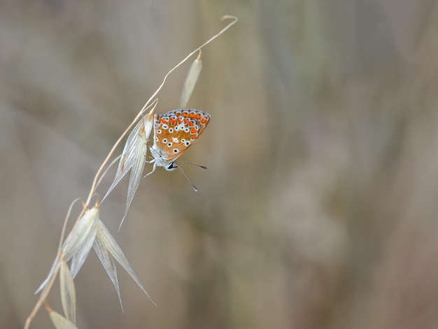 Borboleta em seu ambiente natural