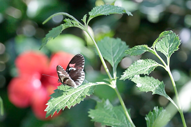 borboleta em um jardim