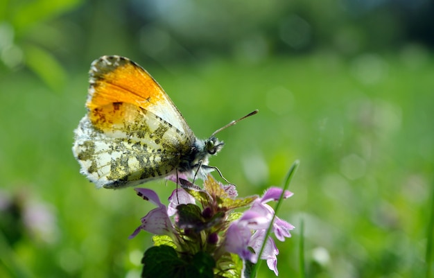 Borboleta em um prado ensolarado