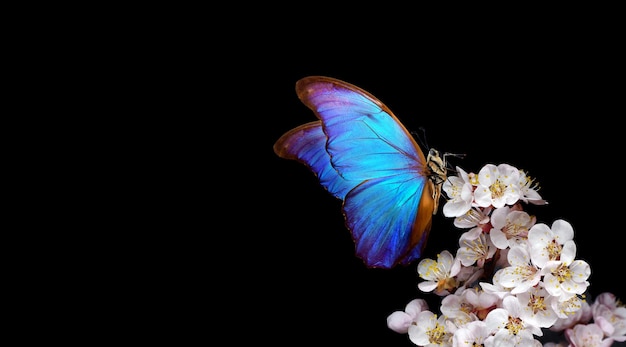 Borboleta em uma flor com fundo preto