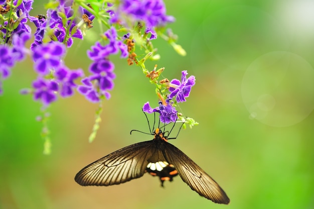 Borboleta em uma flor com luz refletir na manhã