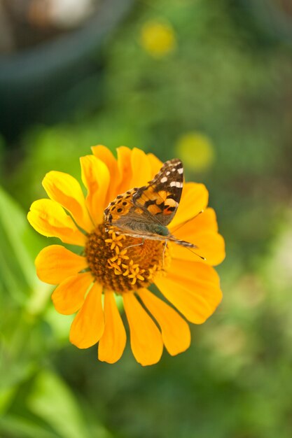 Borboleta em uma flor de laranjeira