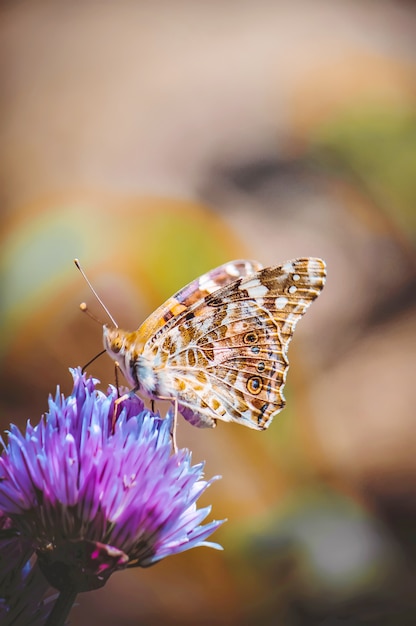 Borboleta em uma flor. foco seletivo. natureza.