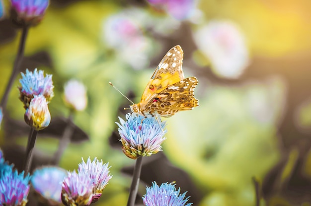 Borboleta em uma flor. Foco seletivo. natureza.