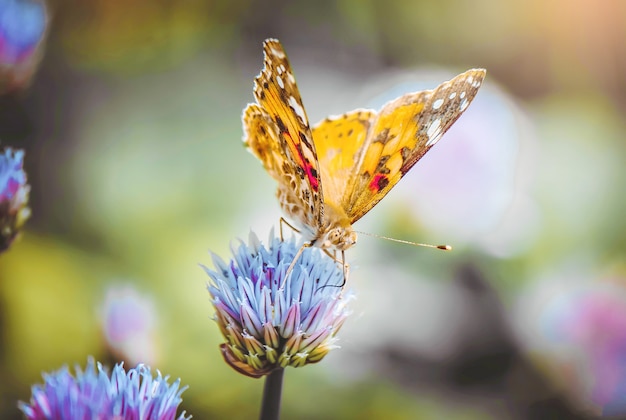 Borboleta em uma flor. foco seletivo. natureza.