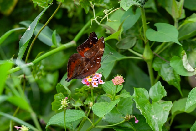 borboleta em uma flor no jardim em close-up