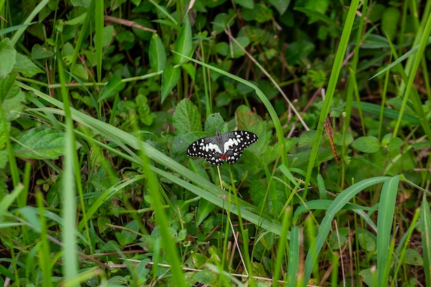 borboleta em uma flor no jardim em close-up