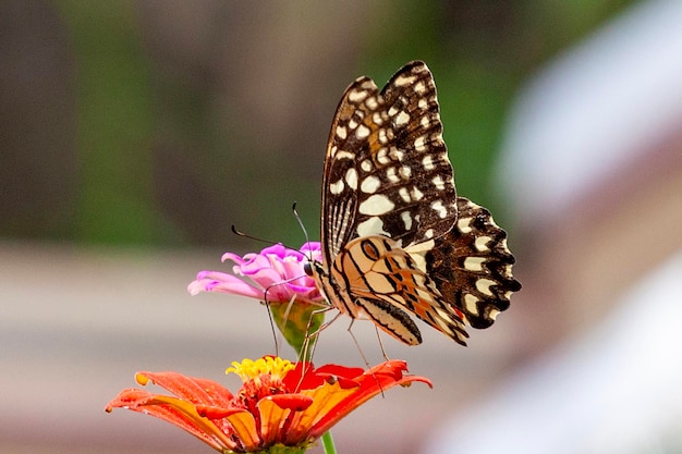 borboleta em uma flor no jardim em close-up