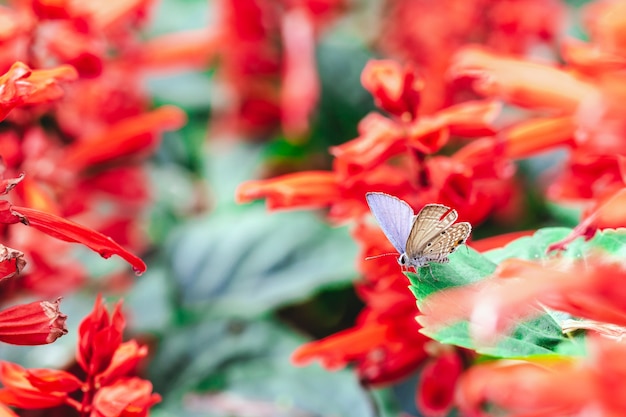 Foto borboleta em uma flor vermelha