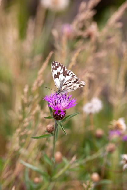 borboleta em uma flor violeta biodiversidade e conservação de espécies