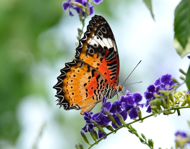 Borboleta em uma flor violeta