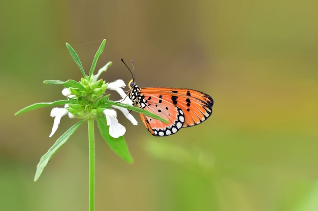 Borboleta em uma flor