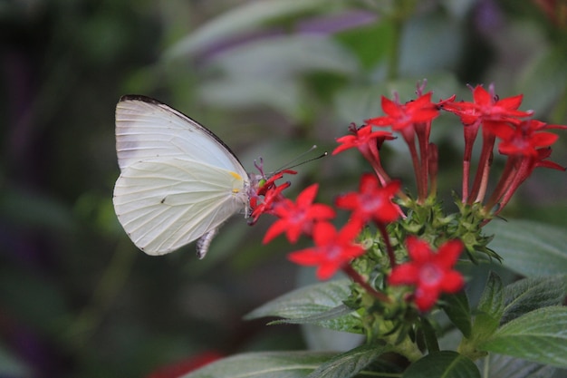 Foto borboleta em uma flor