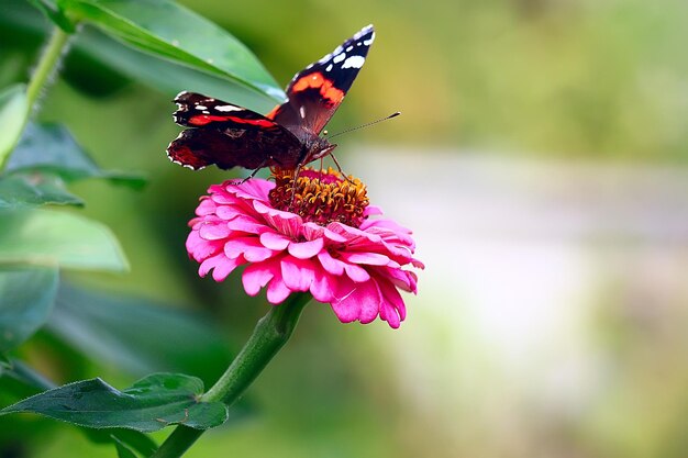 borboleta em uma flor