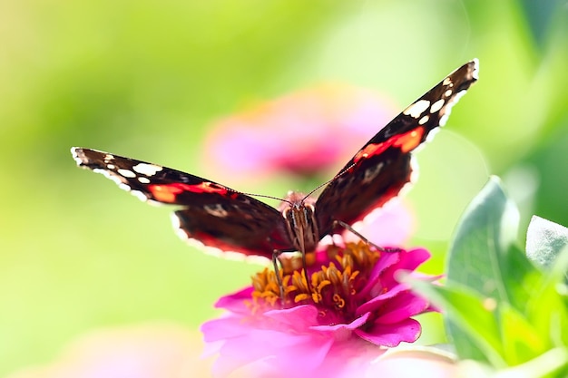 borboleta em uma flor