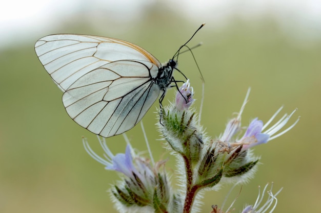 Borboleta em uma flor