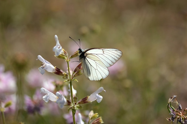 Borboleta em uma flor