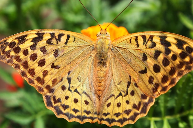 borboleta em uma flor