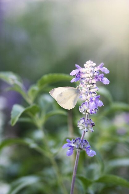 borboleta em uma flor