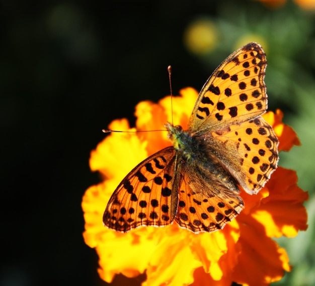 borboleta em uma flor