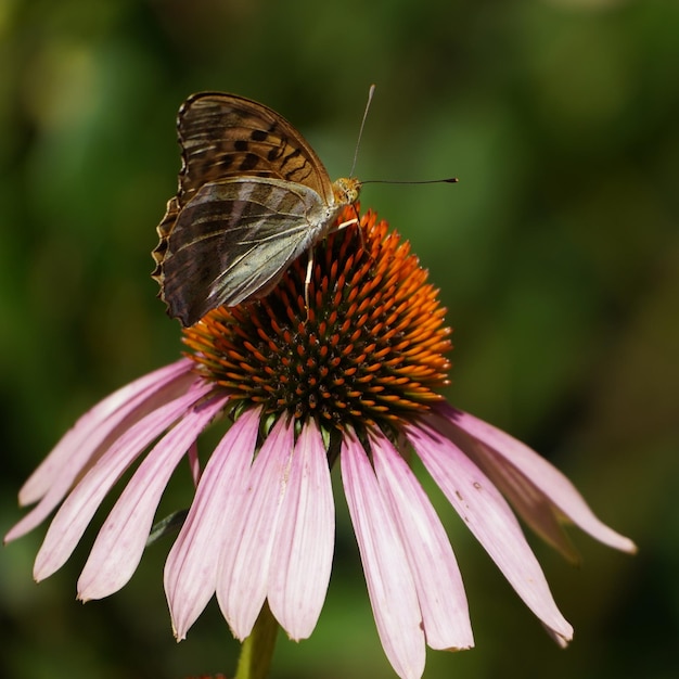 borboleta em uma flor