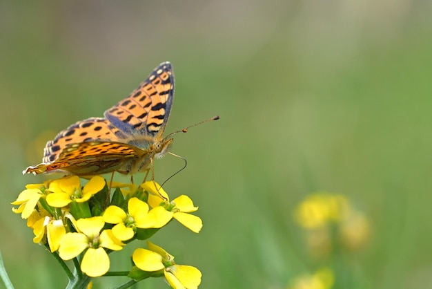 borboleta em uma flor