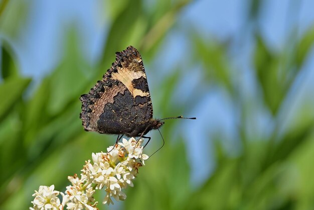 borboleta em uma flor