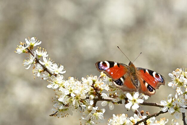 Borboleta em uma flor