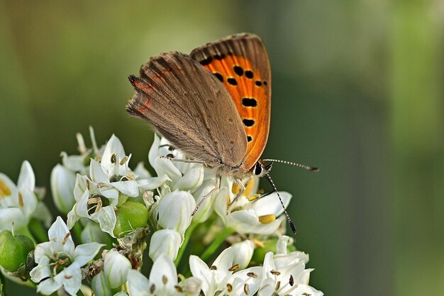 borboleta em uma flor