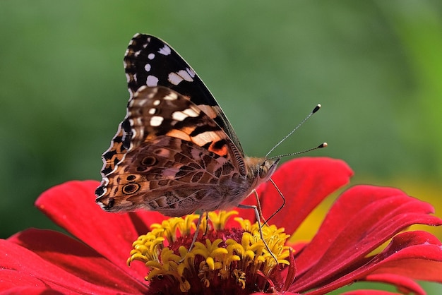 borboleta em uma flor