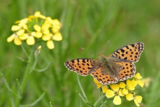 borboleta em uma flor