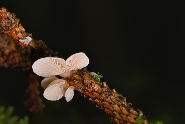 borboleta em uma flor