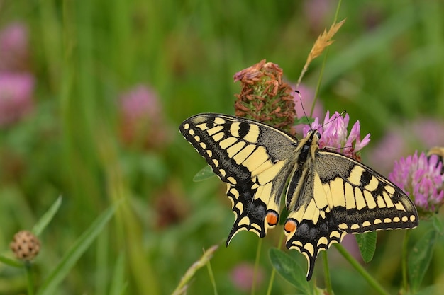 Borboleta em uma flor