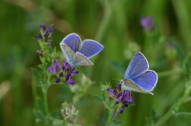 Borboleta em uma flor