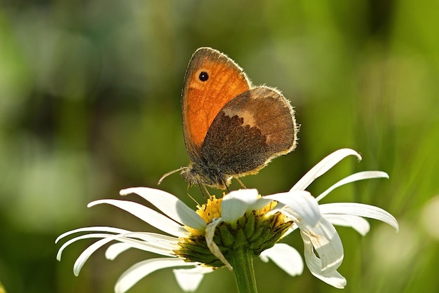 borboleta em uma flor