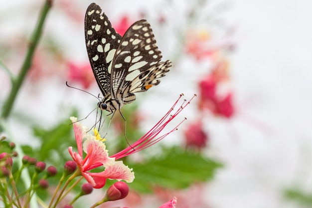 Borboleta em uma flor