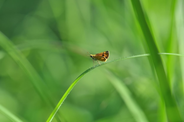 Borboleta em uma folha verde