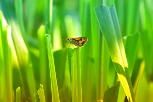 Borboleta em uma grama